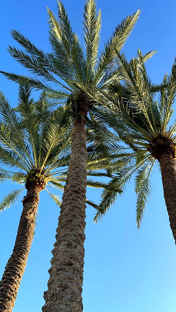 graceboor image ~ Altpins