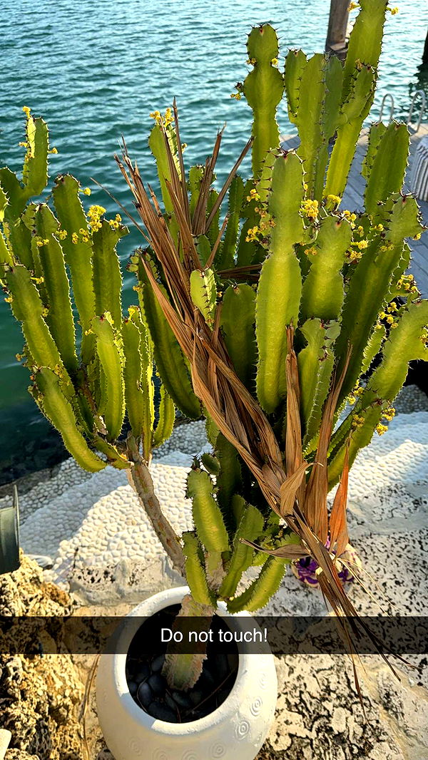 graceboor image ~ Altpins