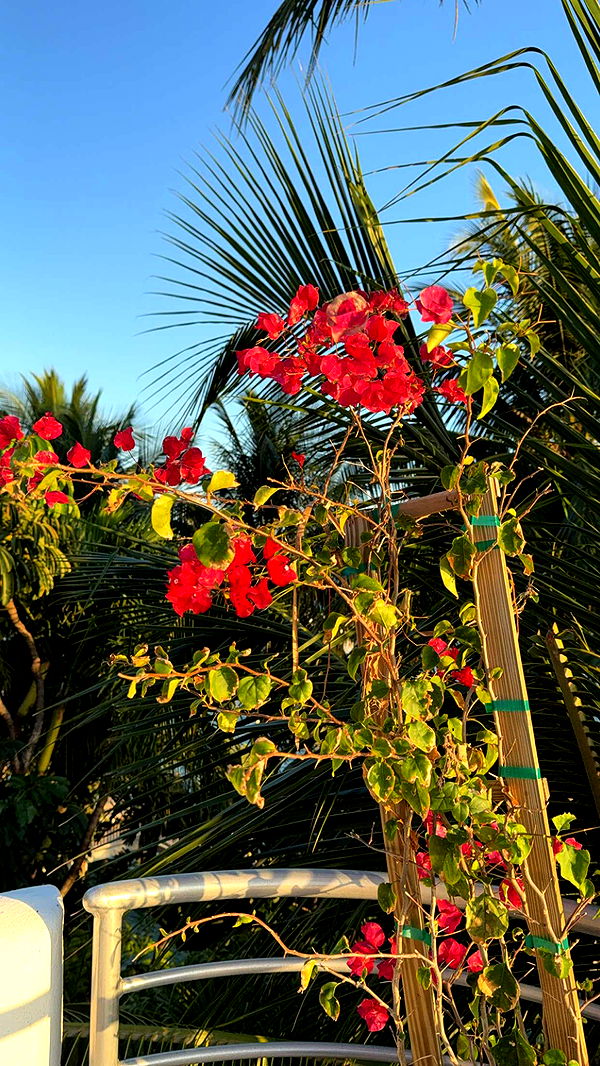 graceboor image ~ Altpins