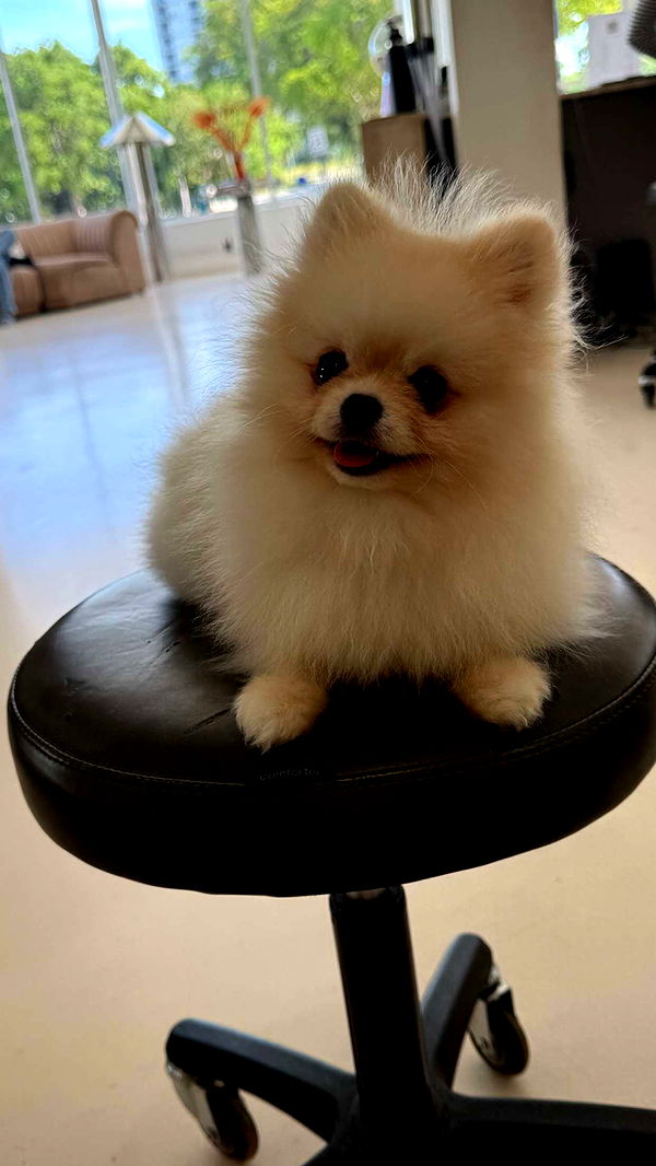 graceboor image ~ Altpins