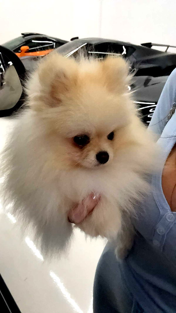 graceboor image ~ Altpins