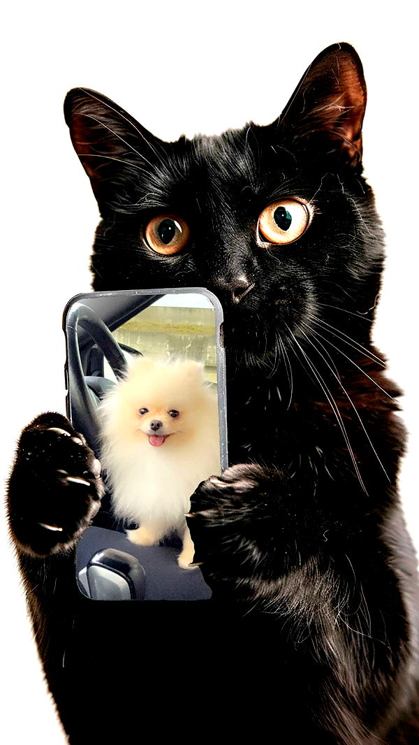 graceboor image ~ Altpins