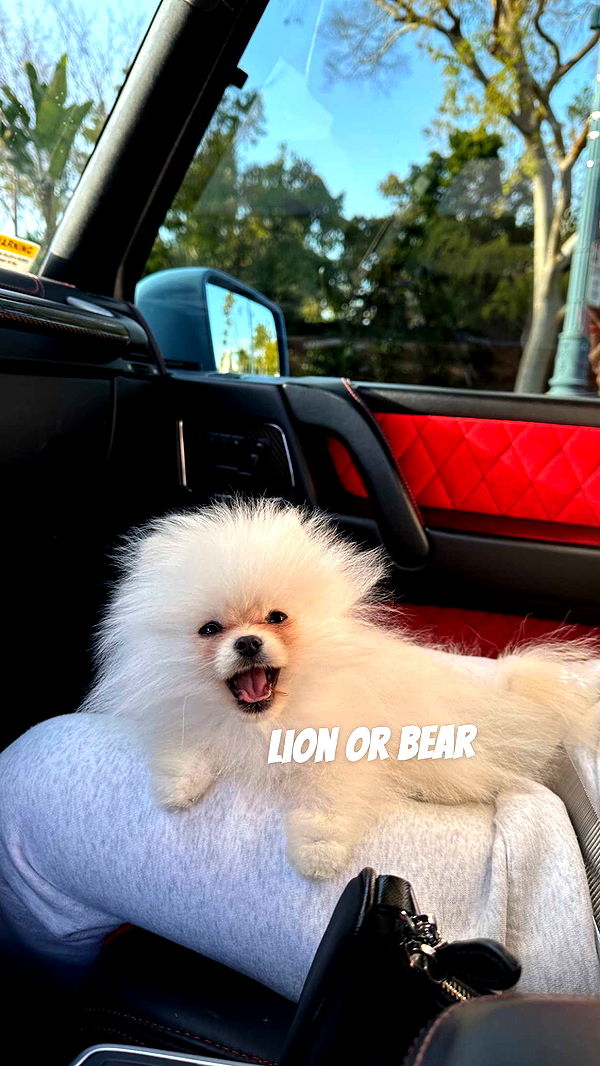 graceboor image ~ Altpins