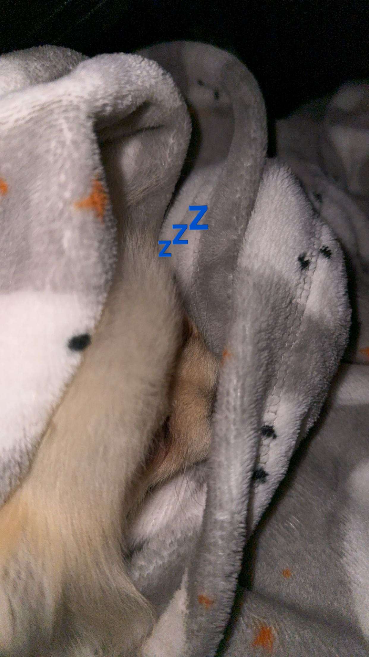 graceboor snapchat image archive image