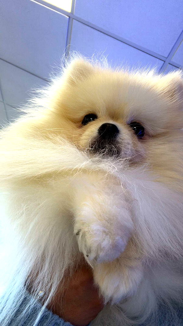 graceboor image ~ Altpins