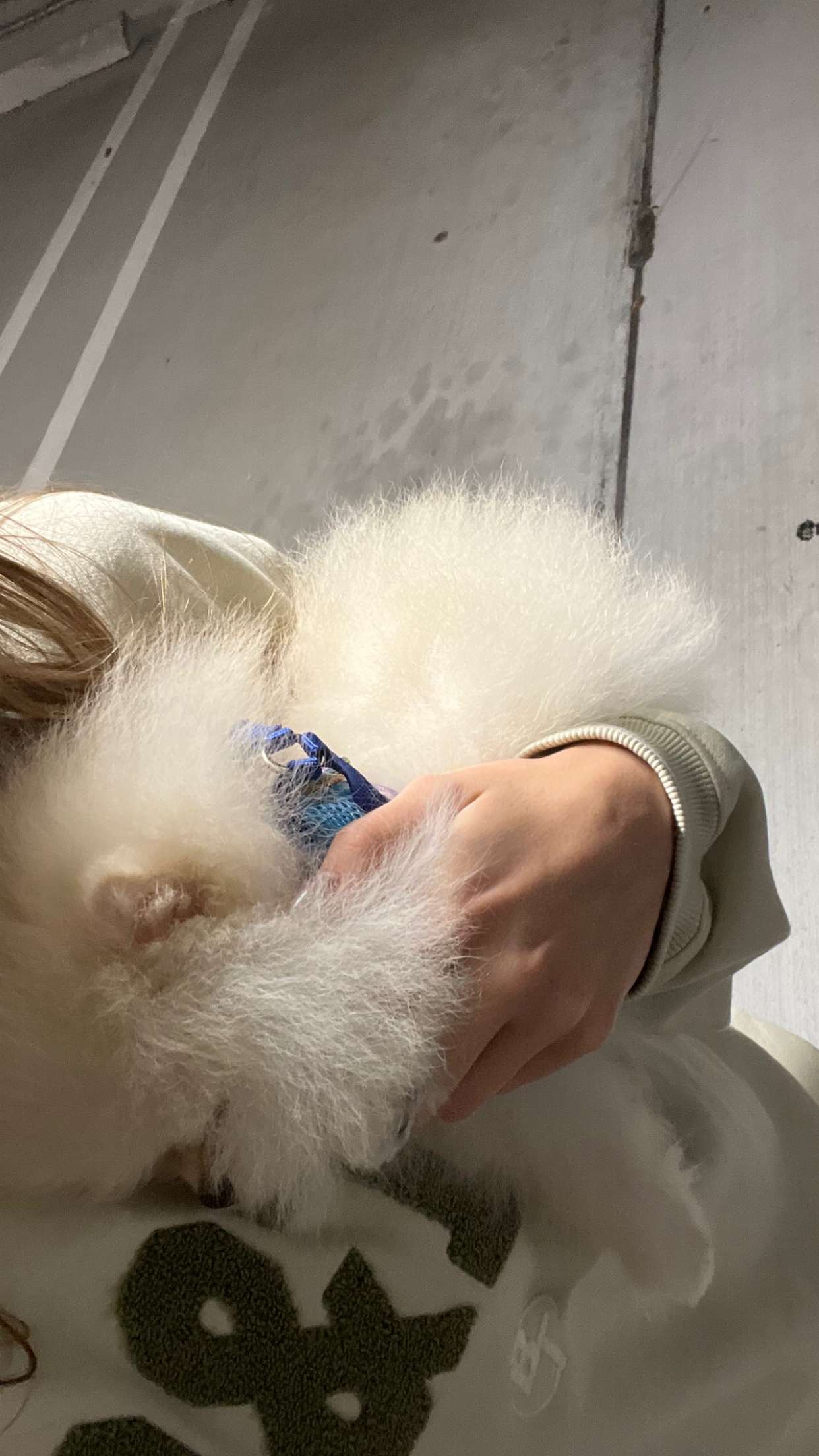 graceboor snapchat image archive image