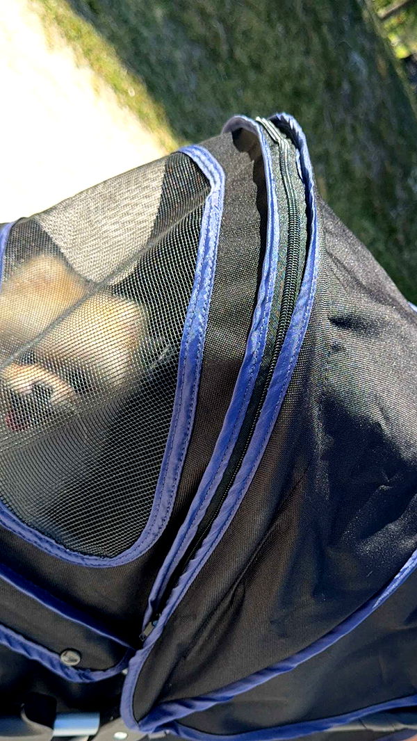 graceboor image ~ Altpins