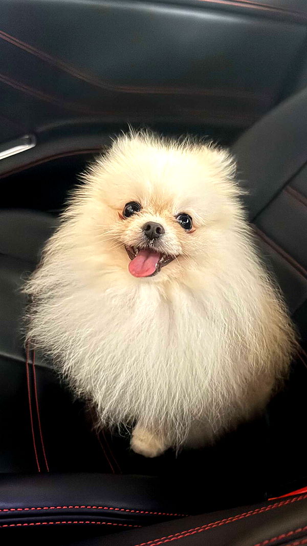 graceboor image ~ Altpins