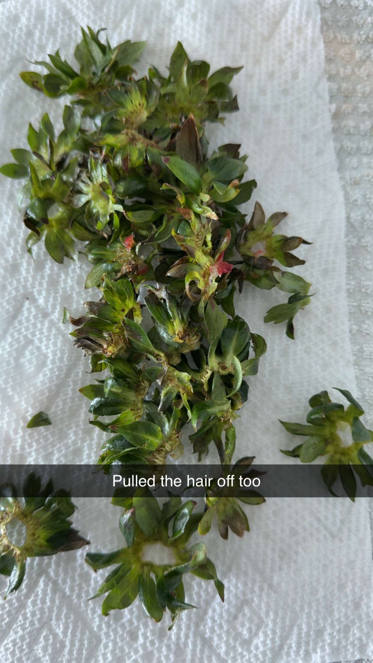 graceboor snapchat image archive image