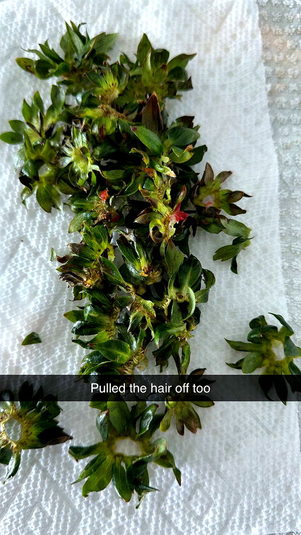 graceboor image ~ Altpins