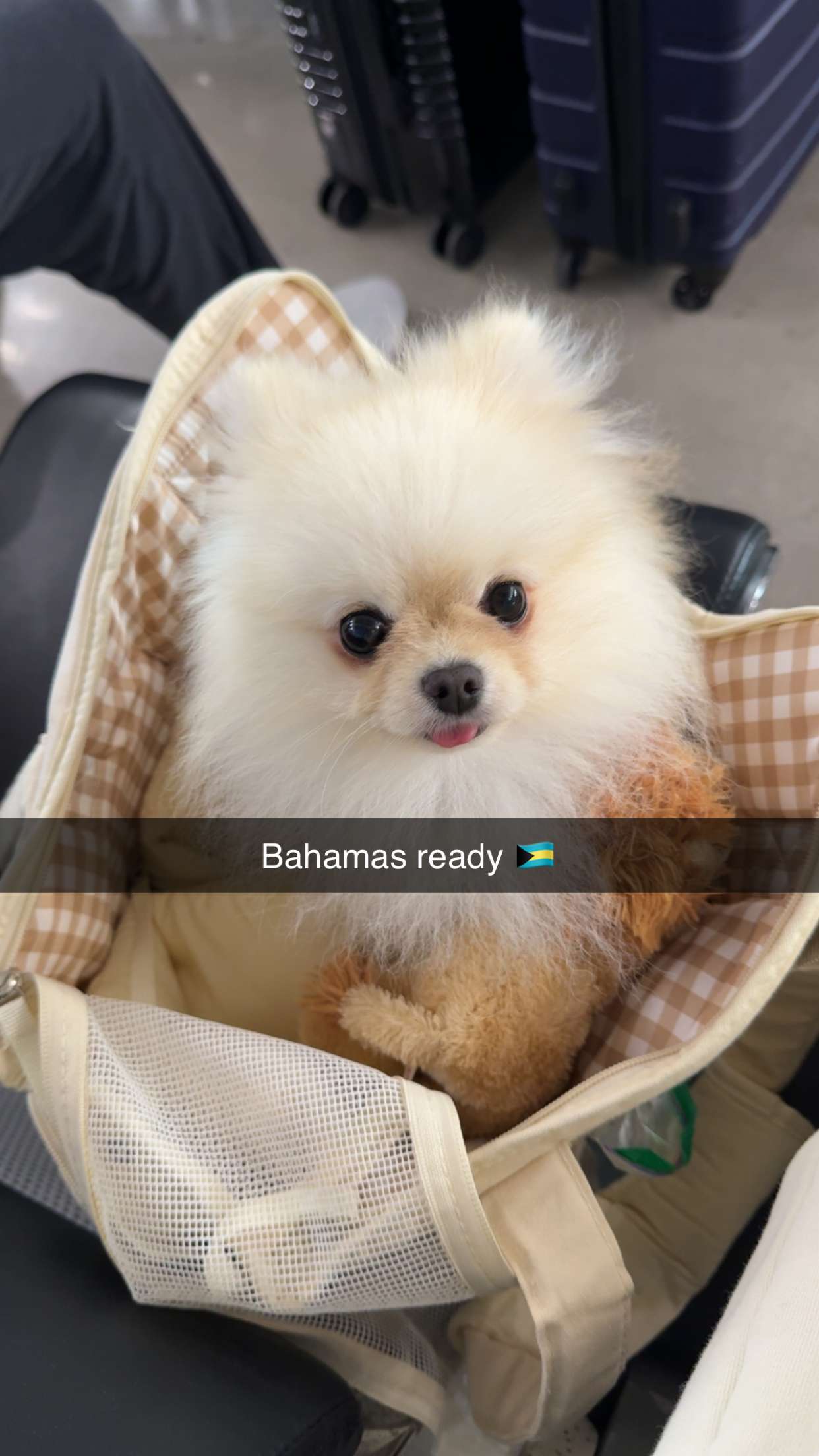 graceboor snapchat image archive image