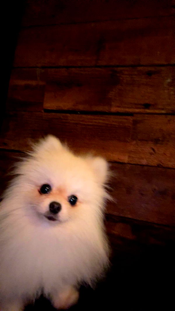 graceboor image ~ Altpins