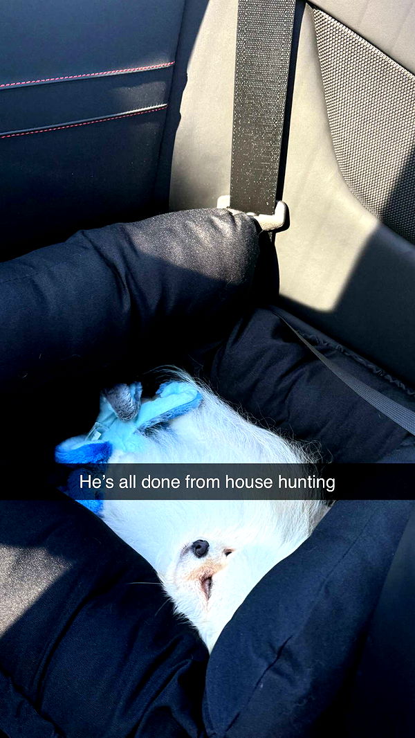 graceboor image ~ Altpins