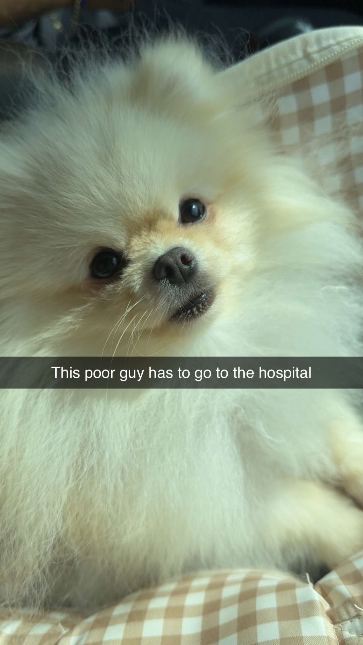 graceboor snapchat image archive image