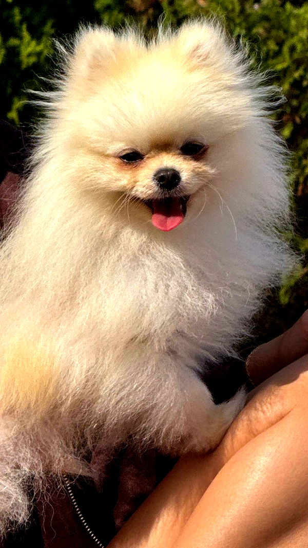 graceboor image ~ Altpins