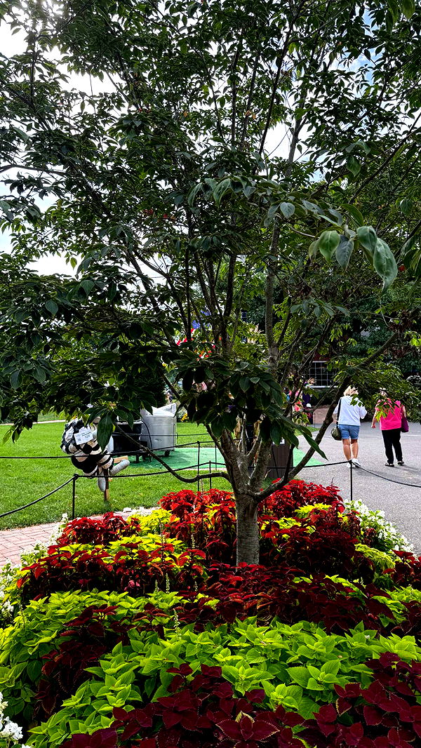 graceboor image ~ Altpins