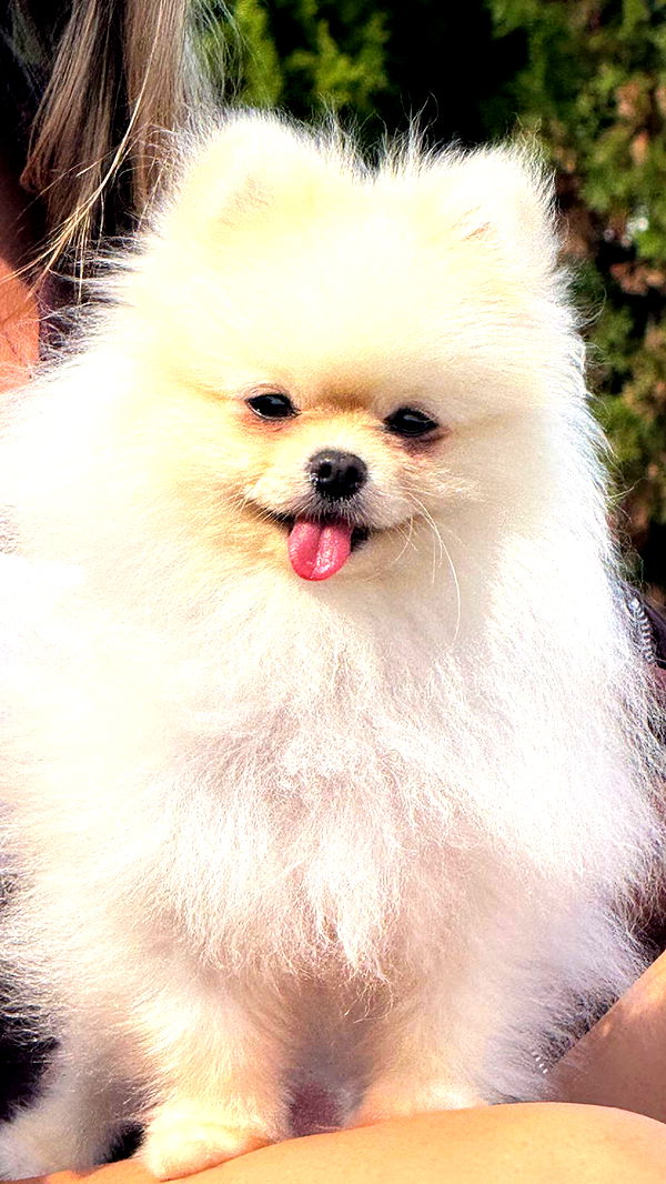 graceboor image ~ Altpins