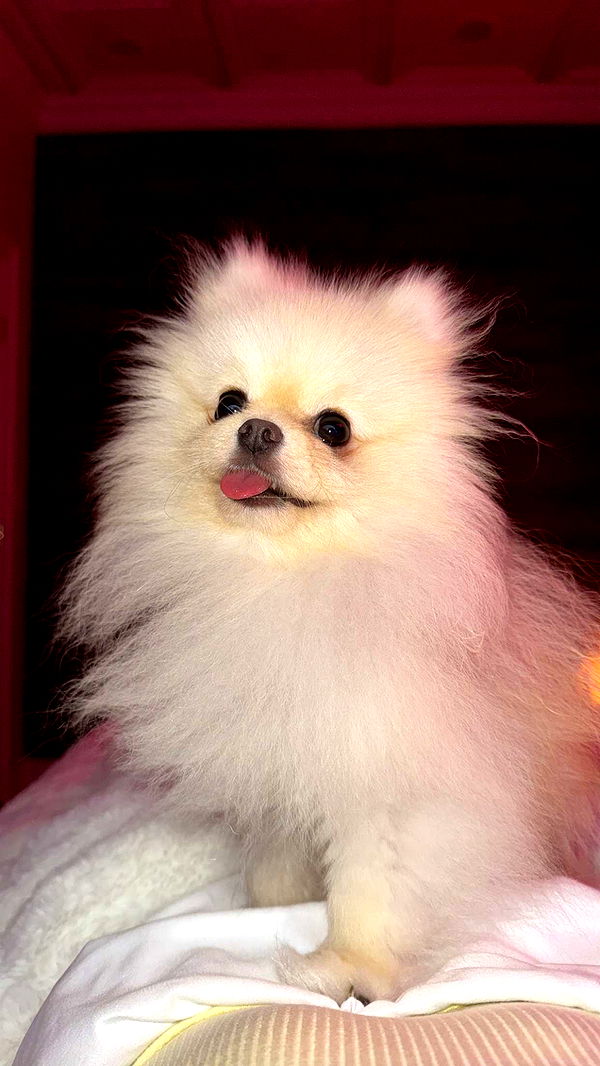 graceboor image ~ Altpins