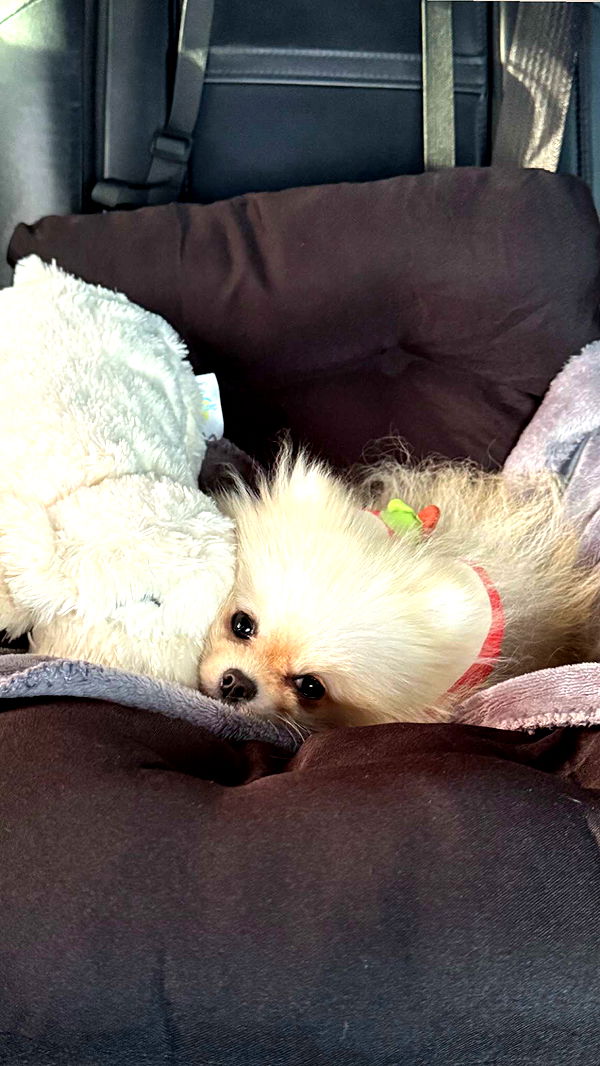 graceboor image ~ Altpins