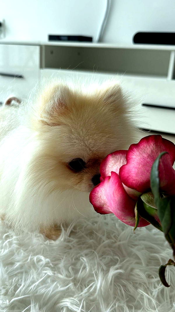 graceboor image ~ Altpins