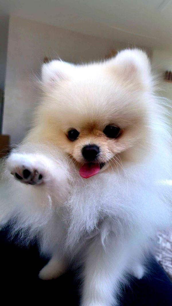 graceboor image ~ Altpins