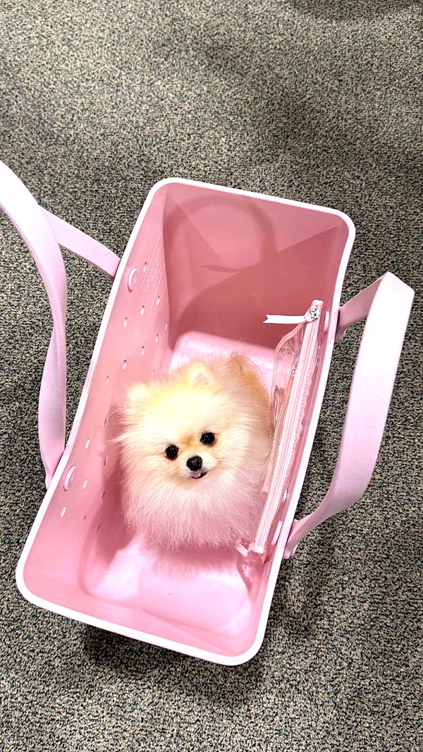 graceboor image ~ Altpins