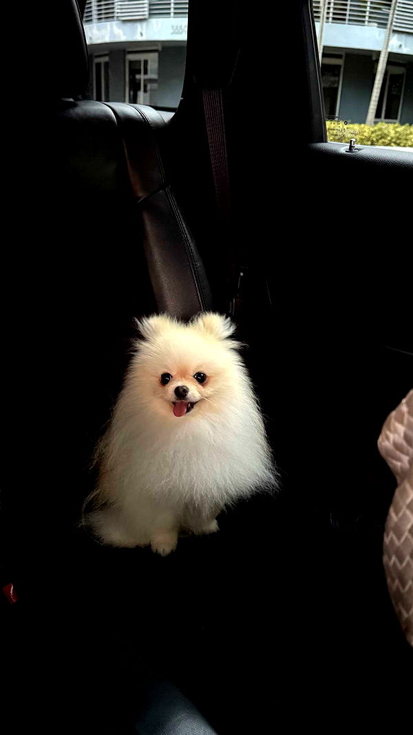 graceboor image ~ Altpins