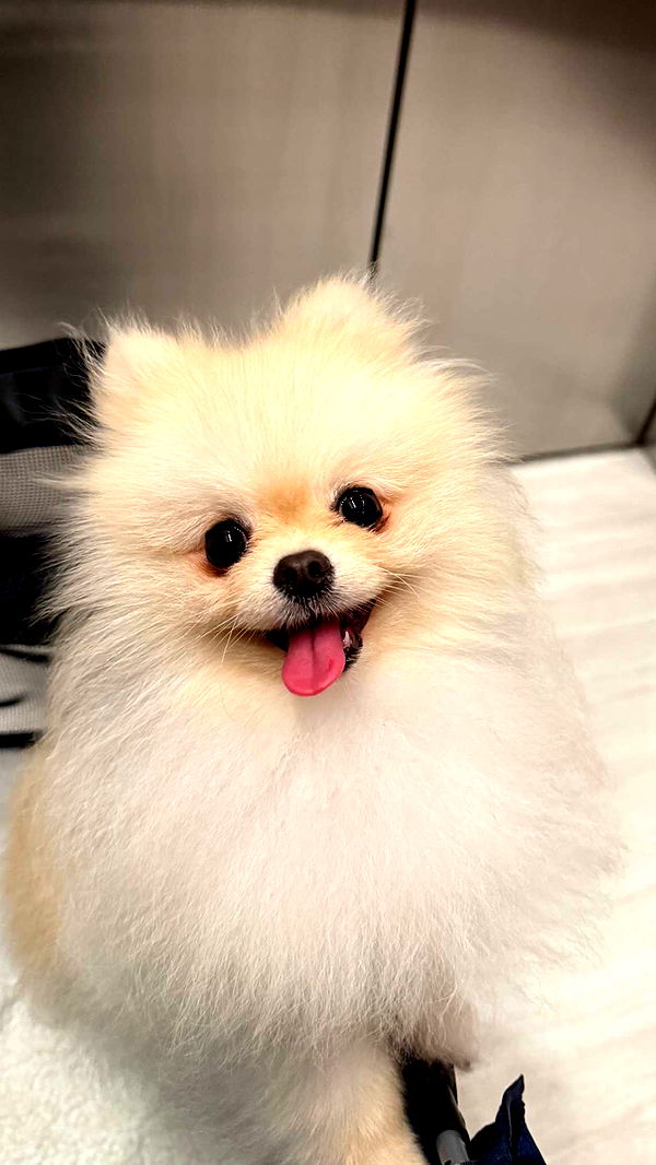 graceboor image ~ Altpins