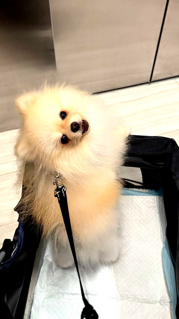 graceboor image ~ Altpins