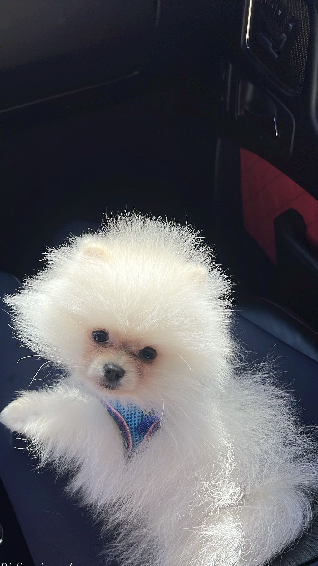 graceboor snapchat image archive image