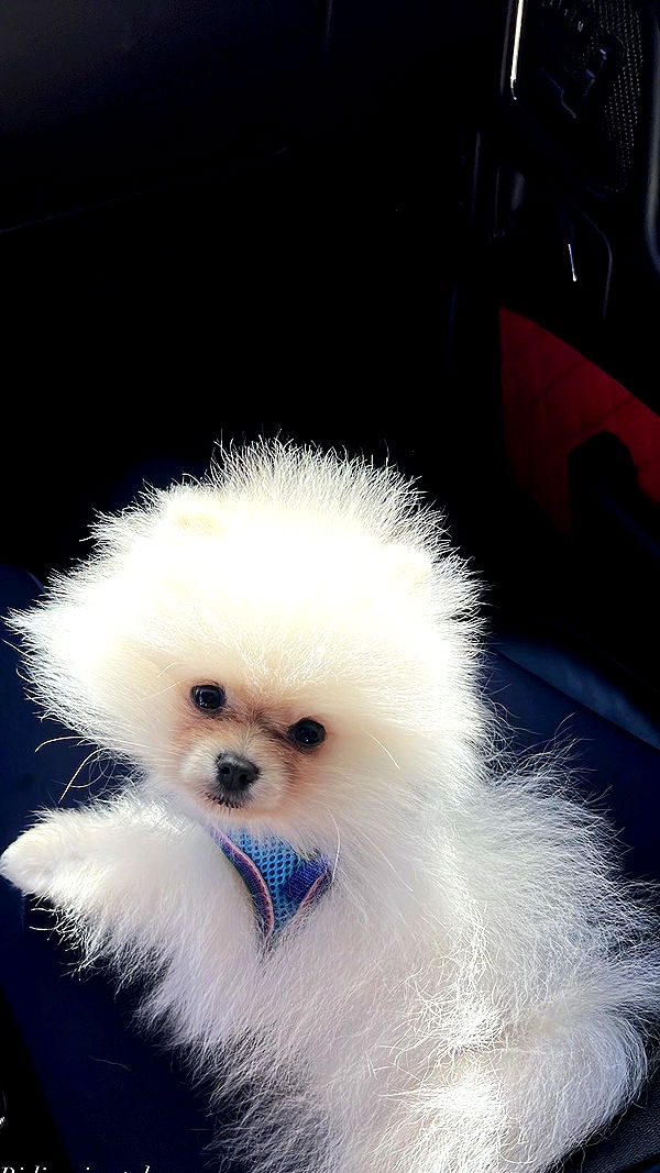 graceboor image ~ Altpins