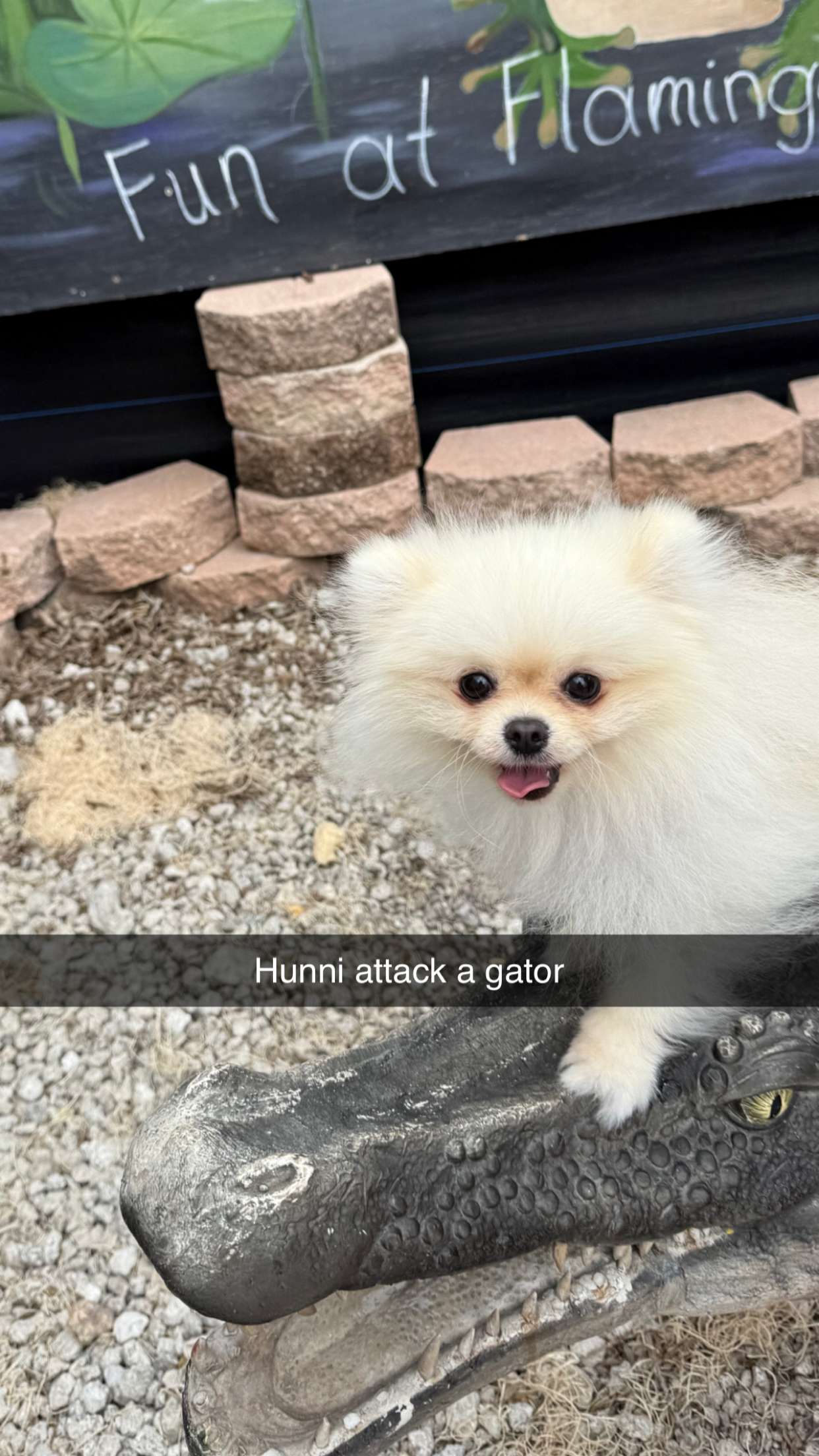 graceboor snapchat image archive image