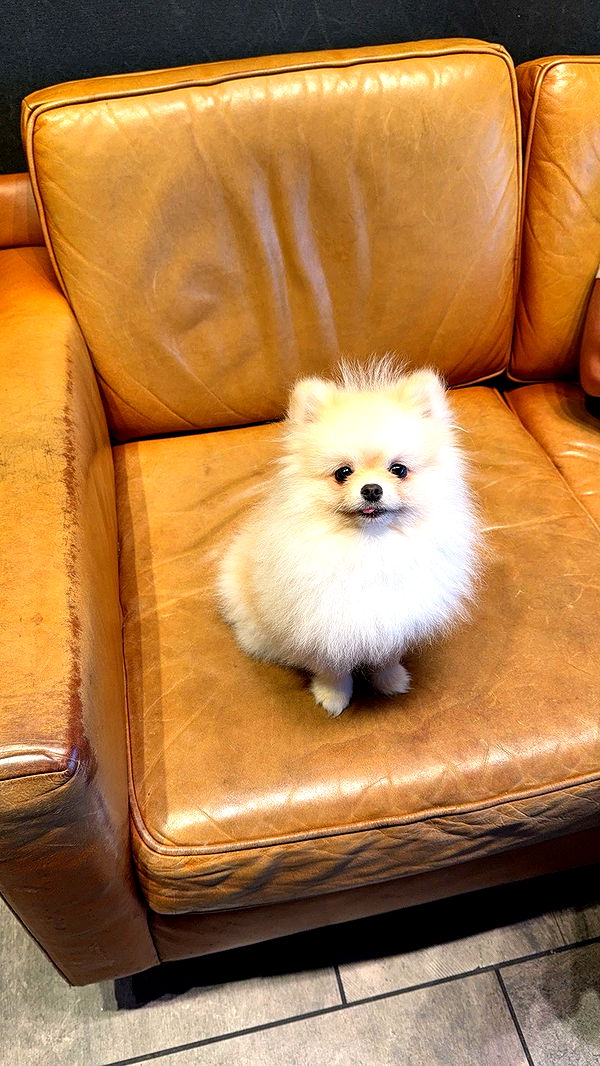 graceboor image ~ Altpins