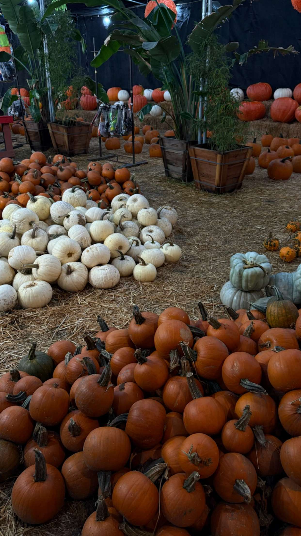 gwendolynceline snapchat image archive image