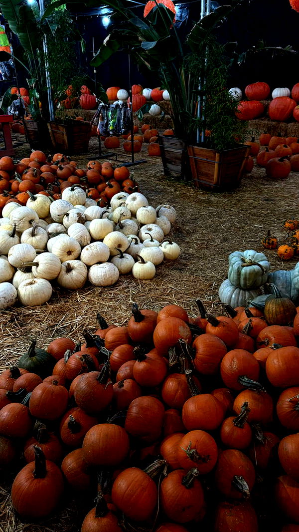 gwendolynceline image ~ Altpins