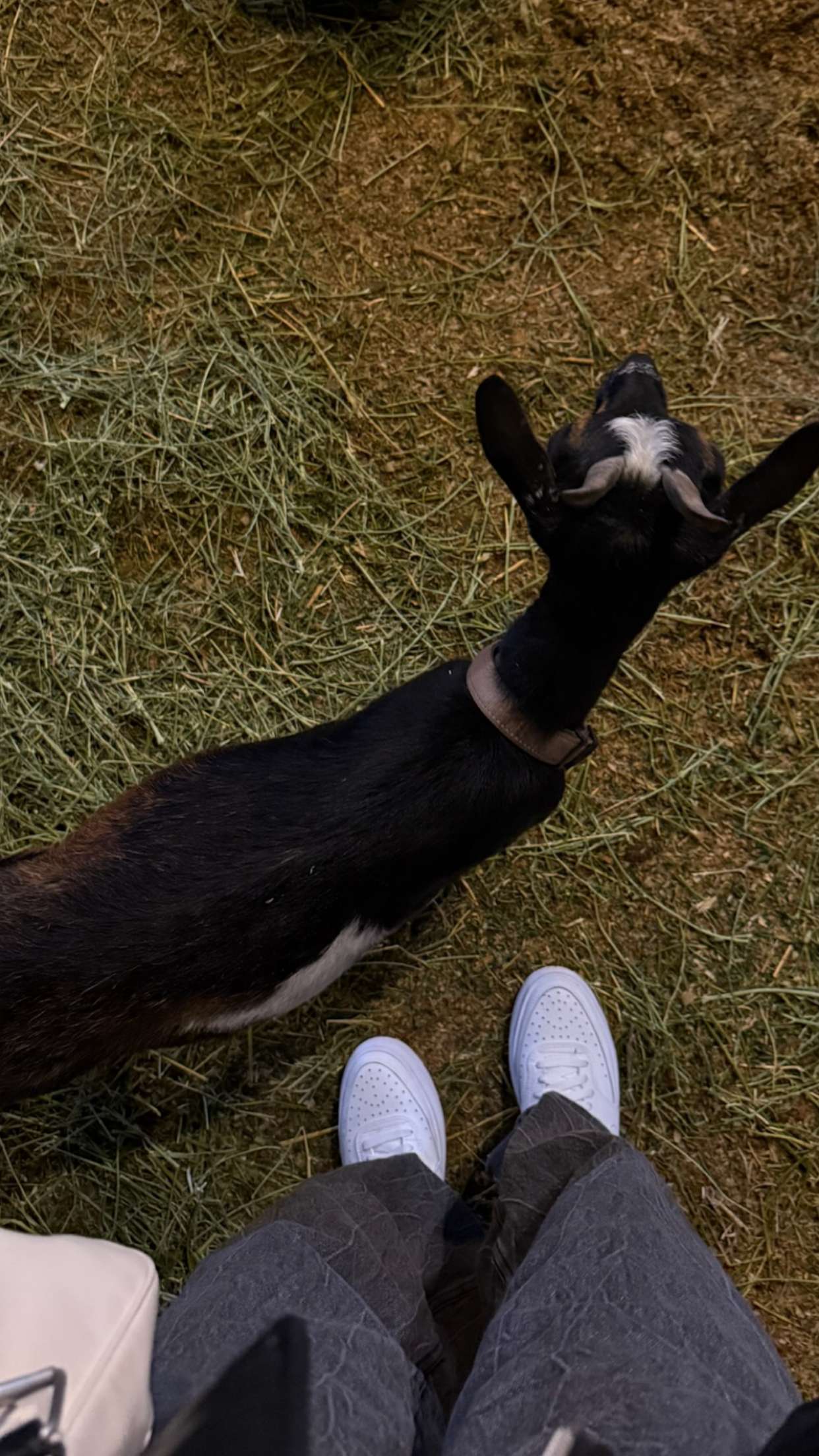 gwendolynceline snapchat image archive image