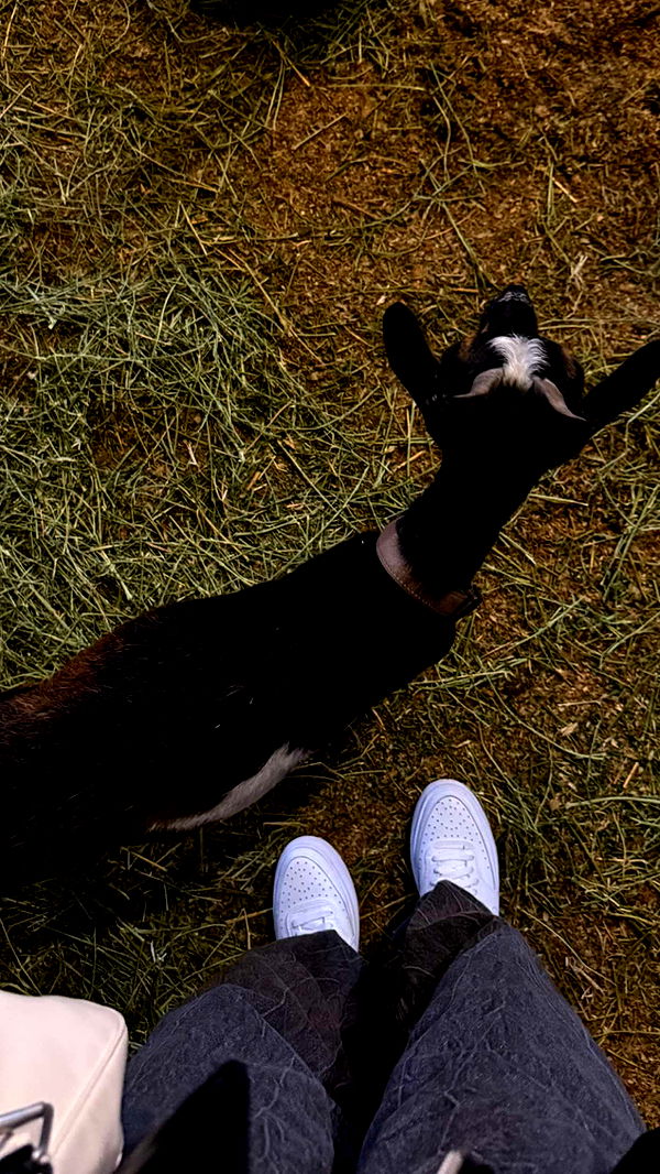 gwendolynceline image ~ Altpins