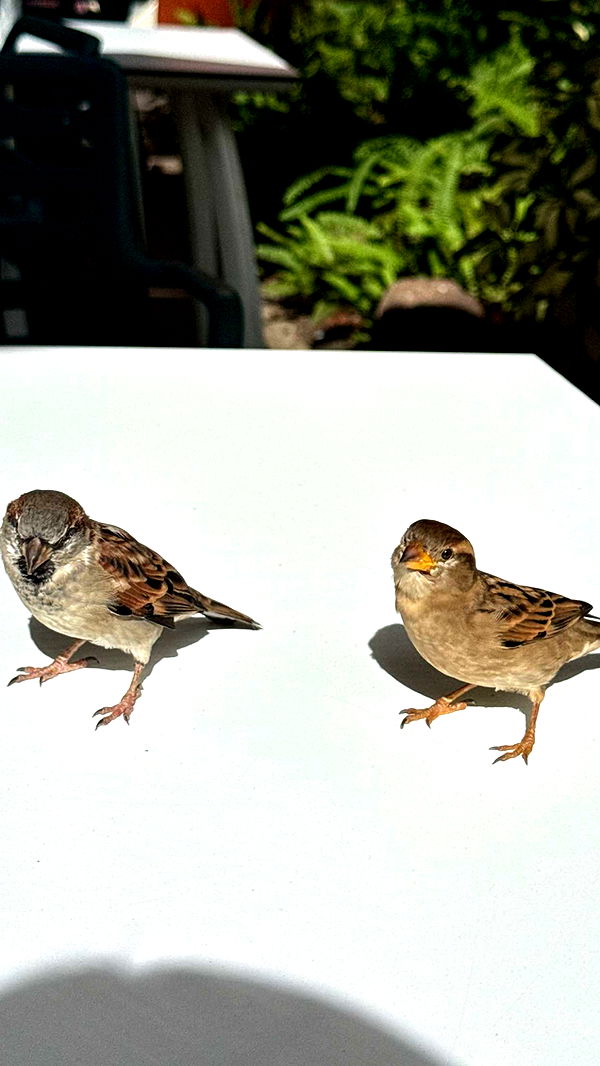 gwendolynceline image ~ Altpins