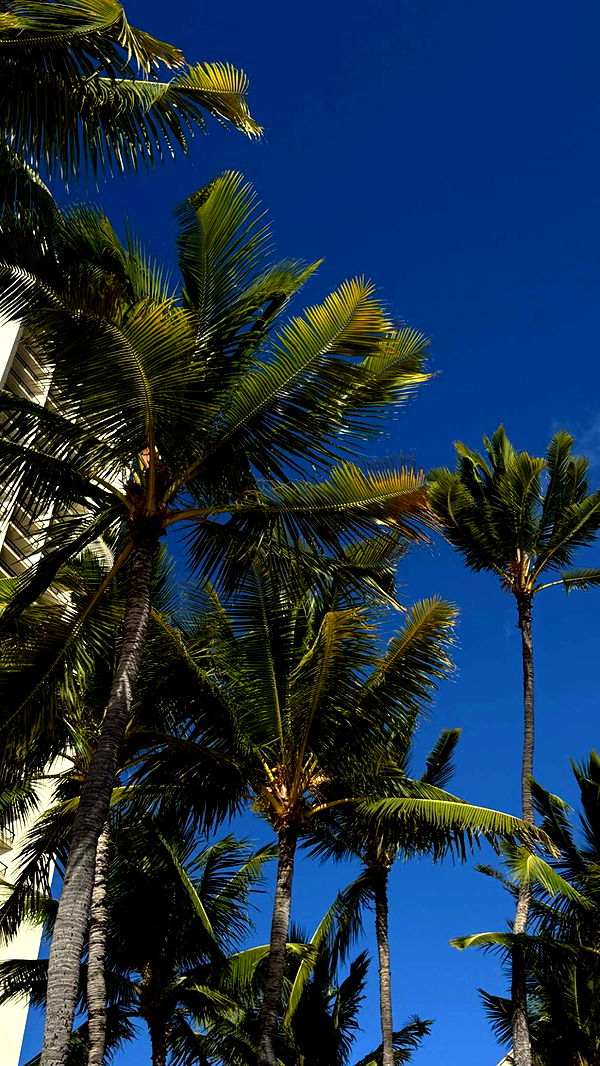 gwendolynceline image ~ Altpins