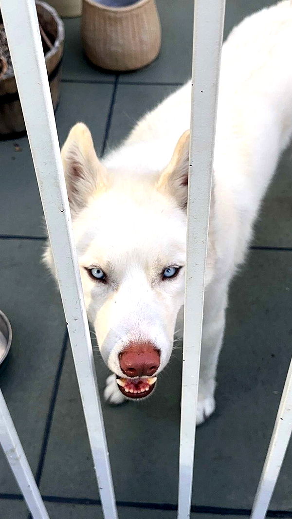 gwendolynceline image ~ Altpins