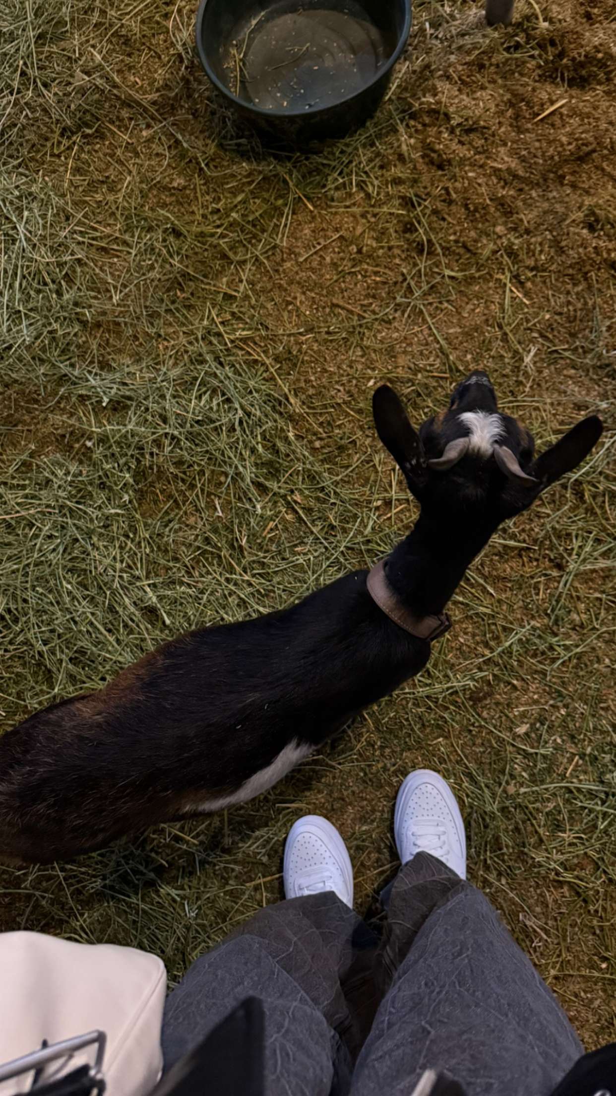 gwendolynceline snapchat image archive image