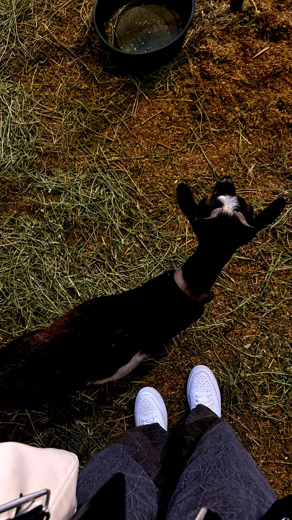 gwendolynceline image ~ Altpins