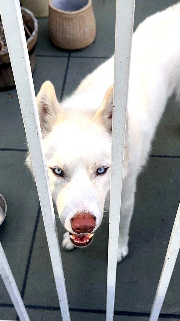 gwendolynceline image ~ Altpins