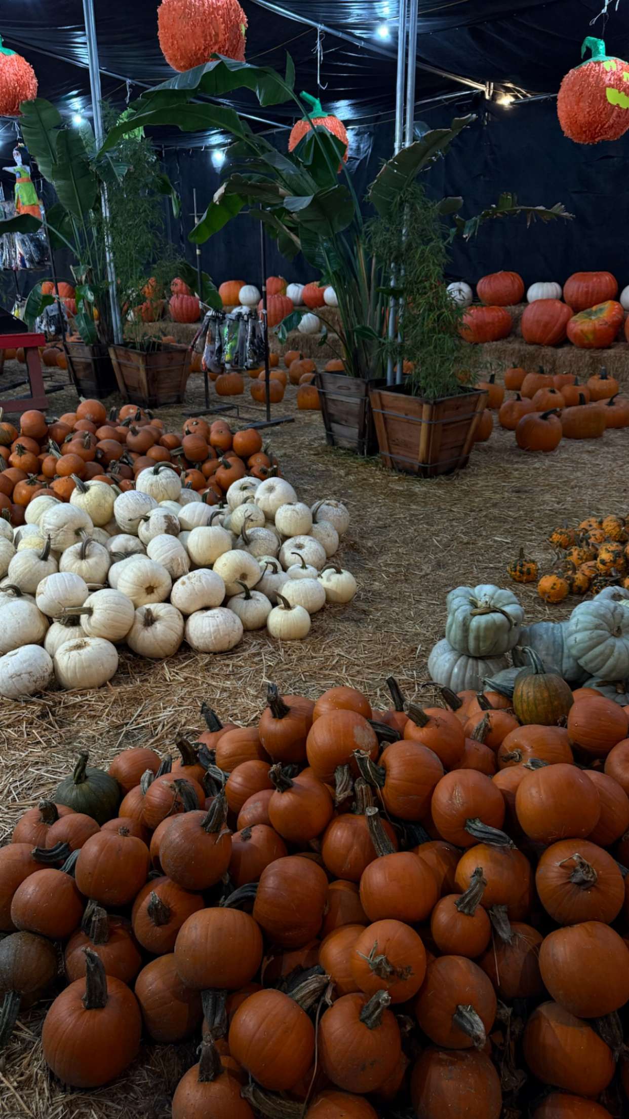 gwendolynceline snapchat image archive image