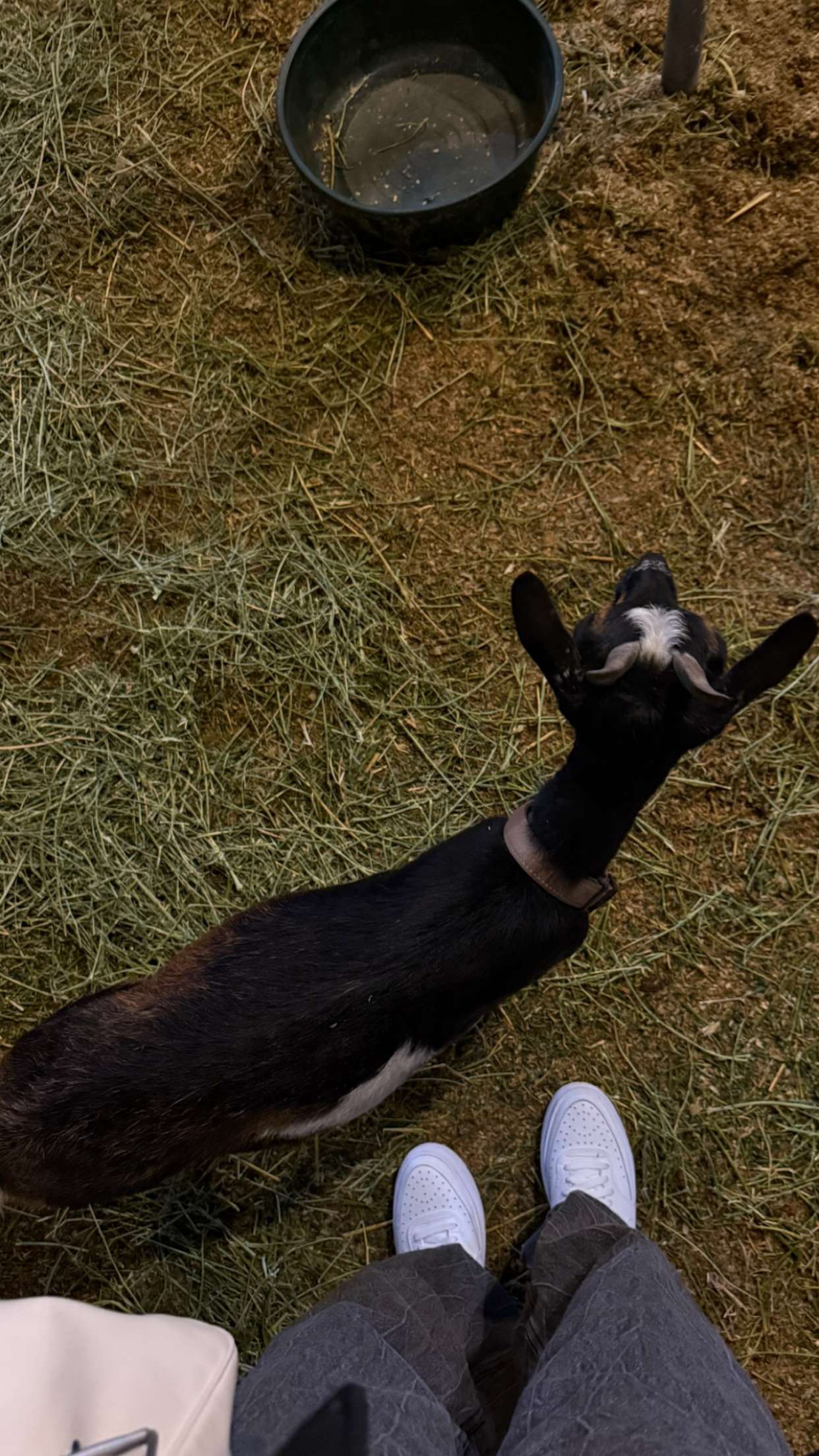 gwendolynceline snapchat image archive image