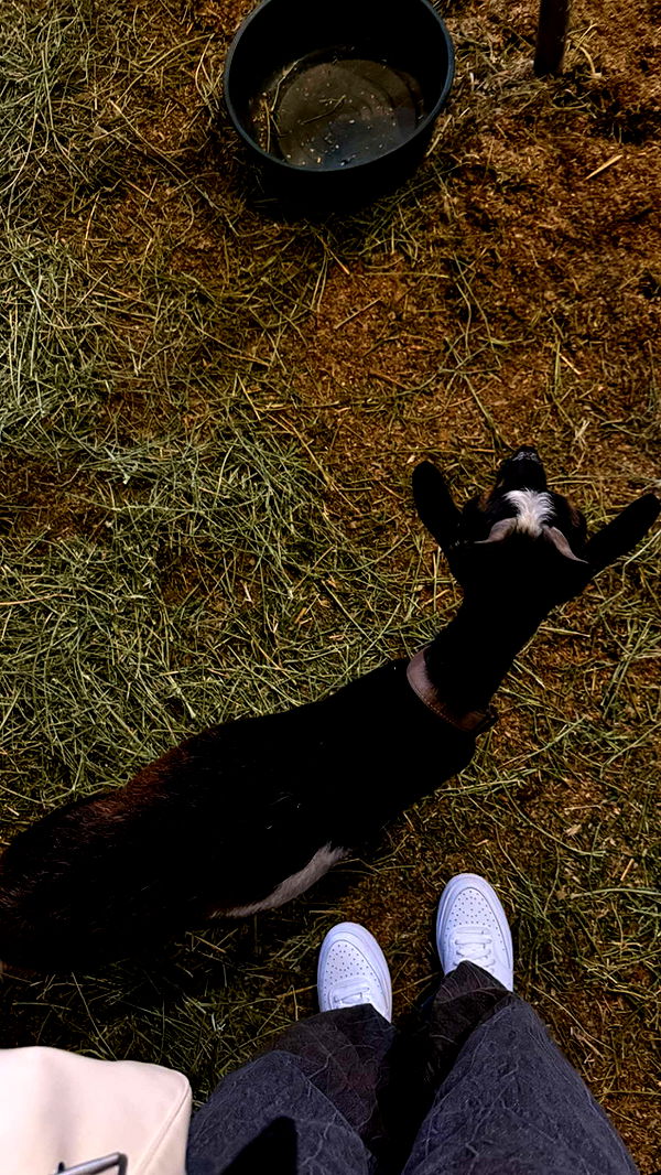 gwendolynceline image ~ Altpins