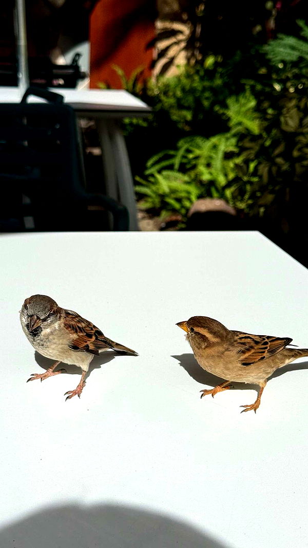 gwendolynceline image ~ Altpins