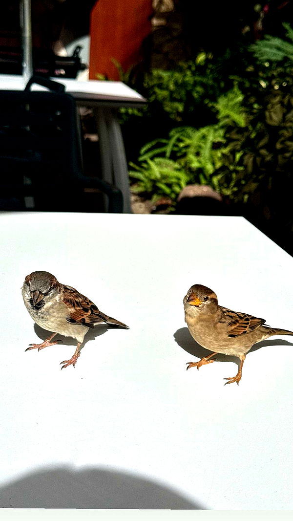 gwendolynceline image ~ Altpins