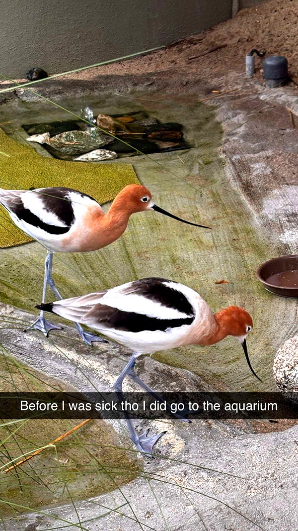 imchloebleu snapchat image archive image