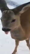 imchloebleu Altpins Profile Picture
